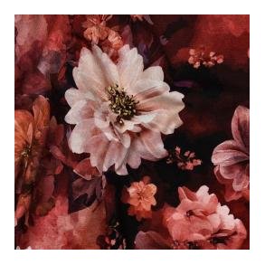 �kotex bomulds jersey Flowers, Red