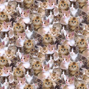 Canvas  digital m/Katte