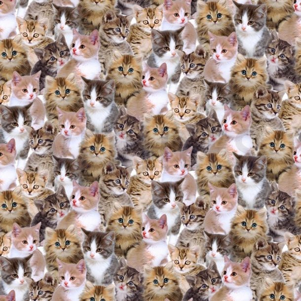 Canvas  digital m/Katte