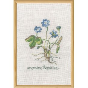 Bl� anemone, billede