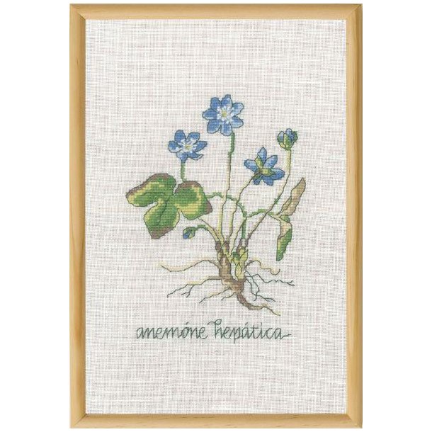 Bl� anemone, billede