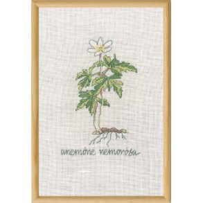 Hvid anemone, billede