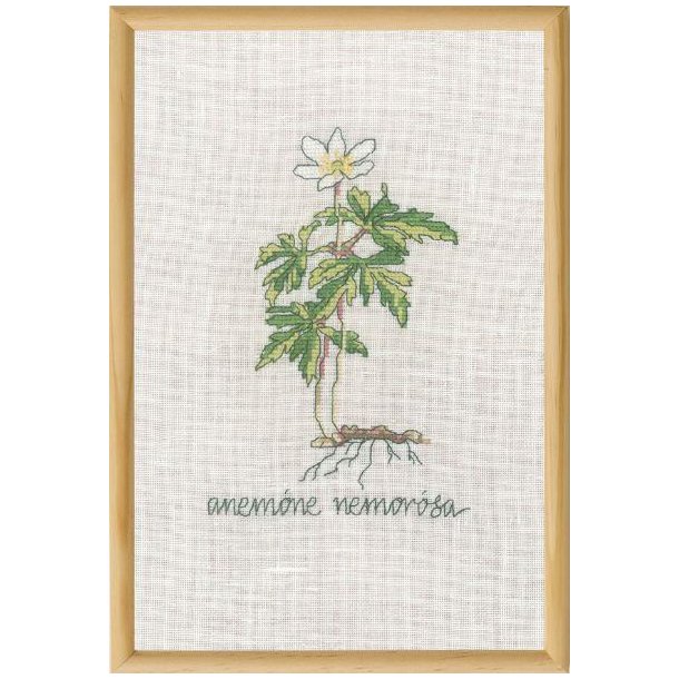 Hvid anemone, billede