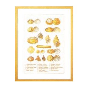 Muslingeskaller, Billede