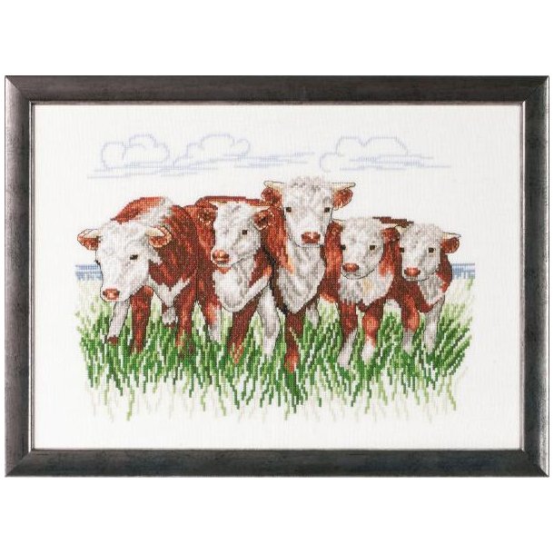 Hereford k�er, billede