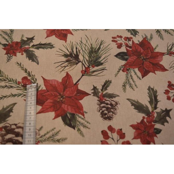 H�rlook, Julestjerne