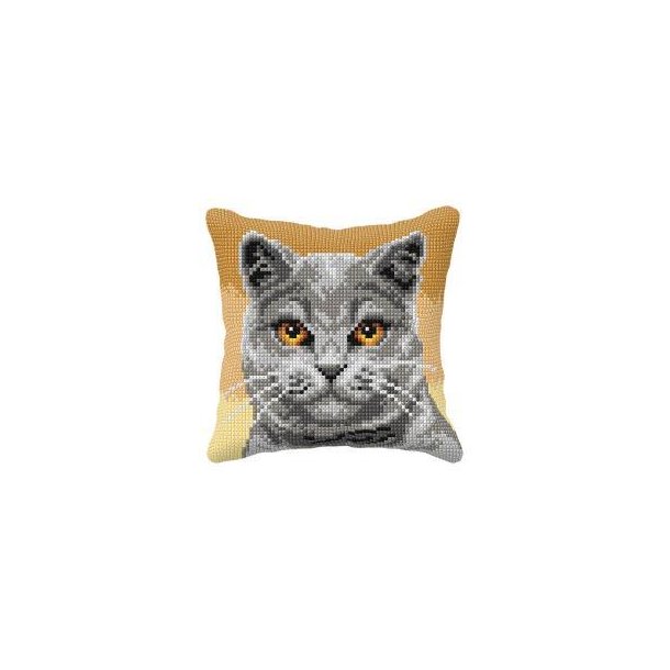 Stramaj pude, British Shorthair